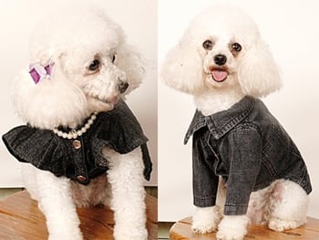 Jeans: bom (também) para cachorro