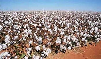 Algodão orgânico da Paraíba será apresentado na Biofach