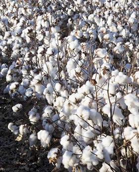 Brasil responde por metade do better cotton mundial