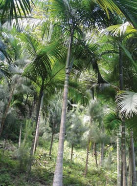 Lixo têxtil usado para cultivar árvores da Mata Atlântica